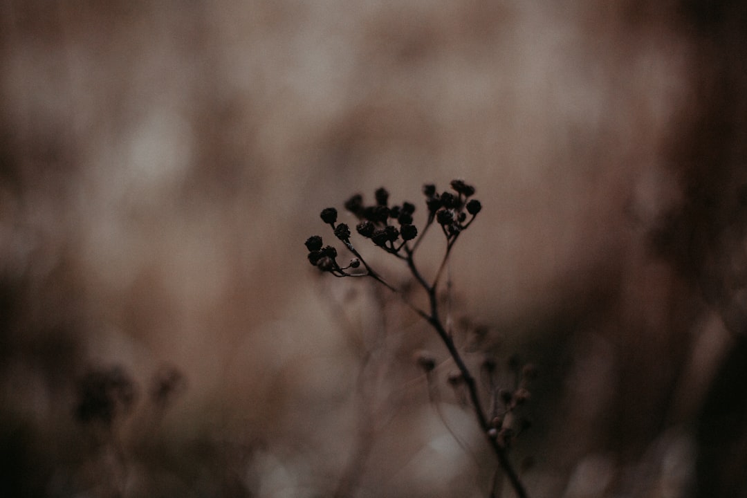 black and white flower in tilt shift lens