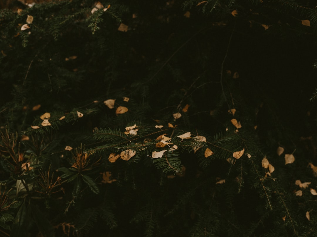 green leafed plant