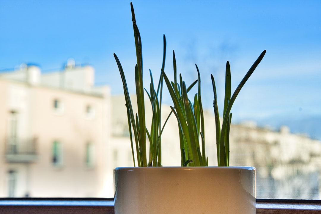 a potted plant sitting on top of a window sill