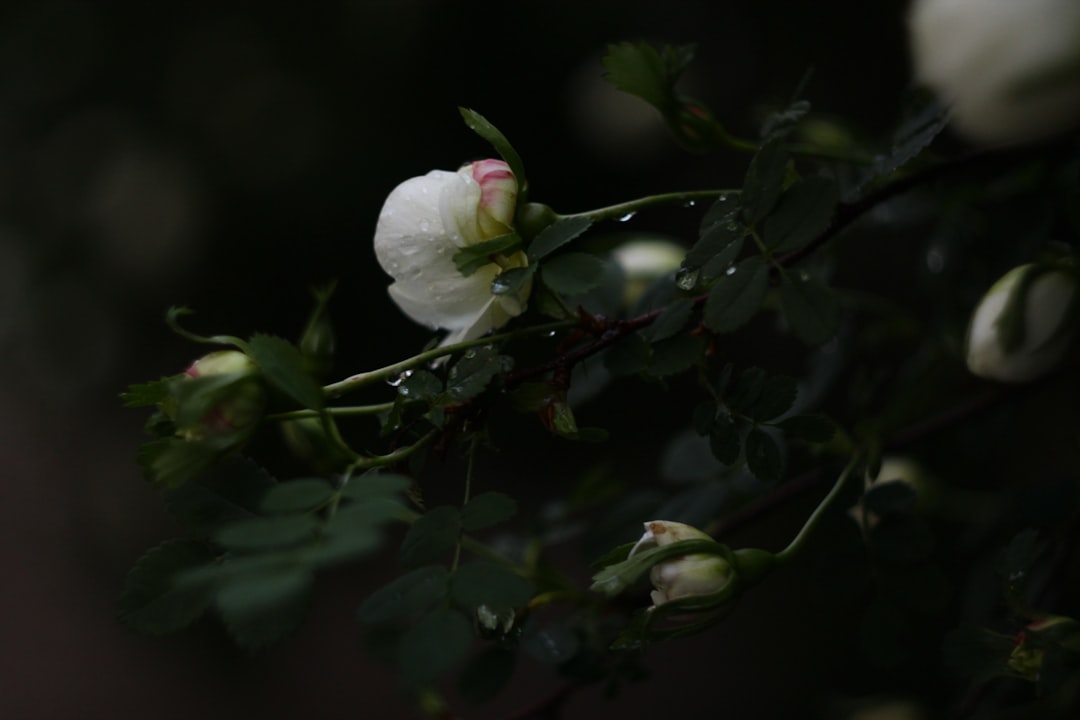 white flower in tilt shift lens