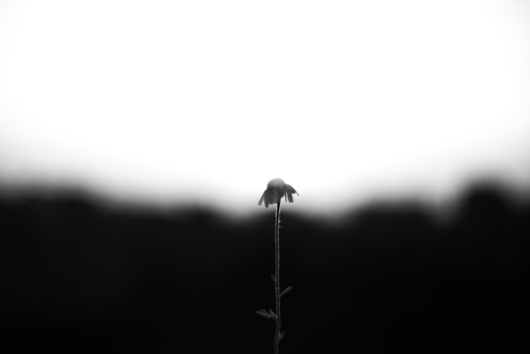 A lonely, wilted leaf stands tall.