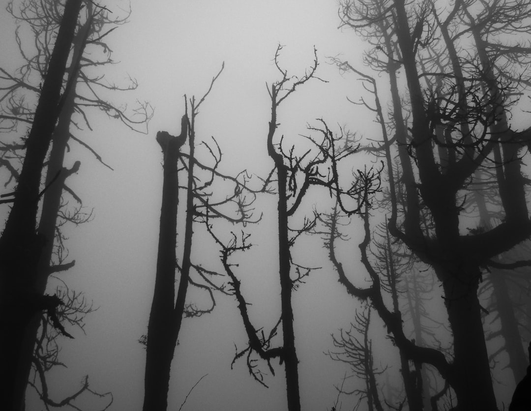 a black and white photo of trees in the fog