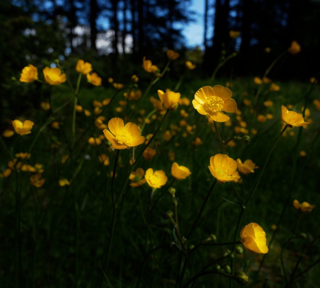 a field of yellow flowers