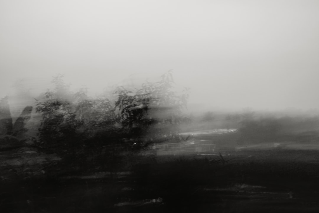 a black and white photo of trees in the fog