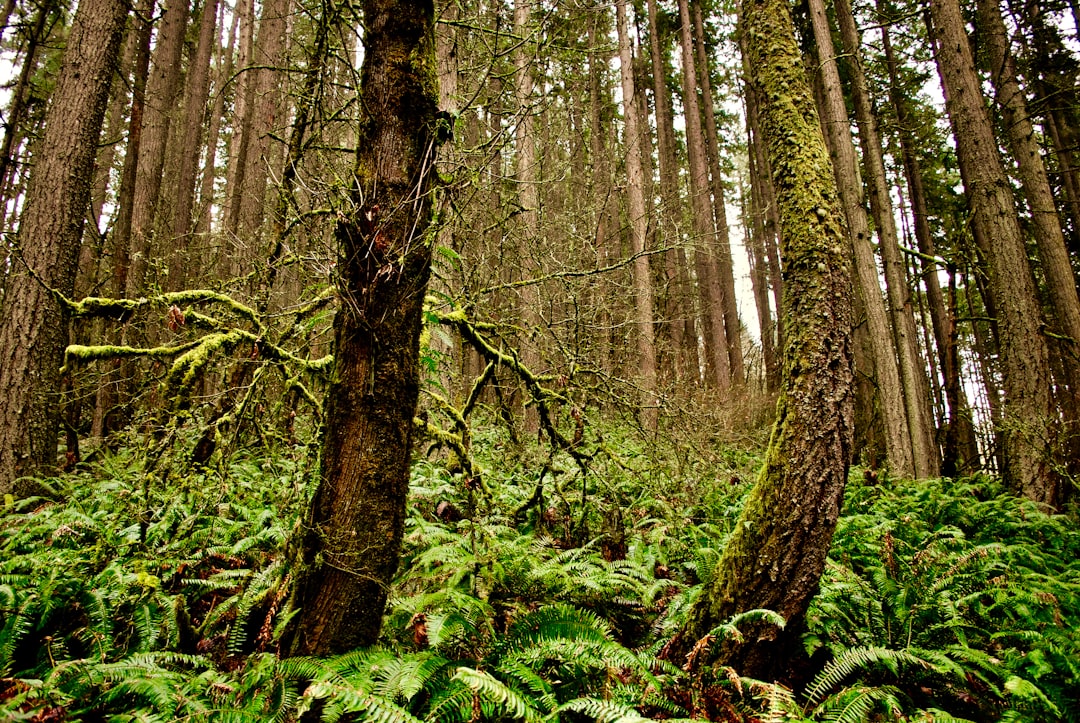 green moss on brown tree trunk